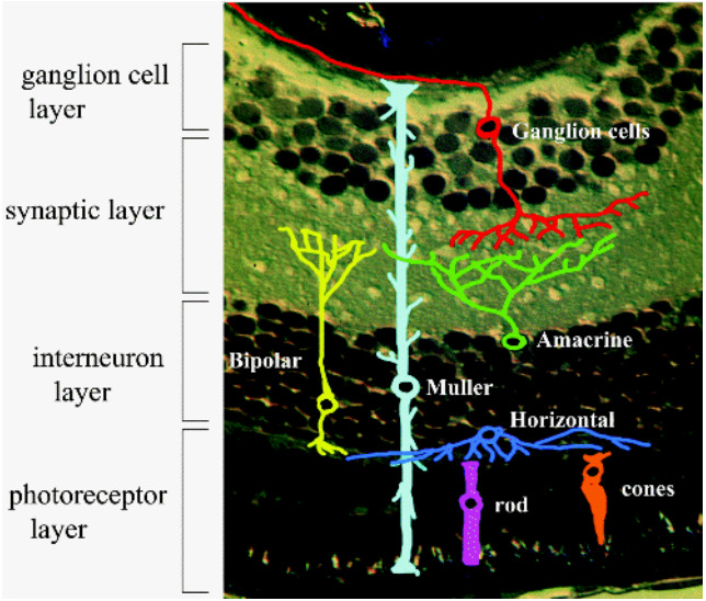 retina-cross-section.jpg