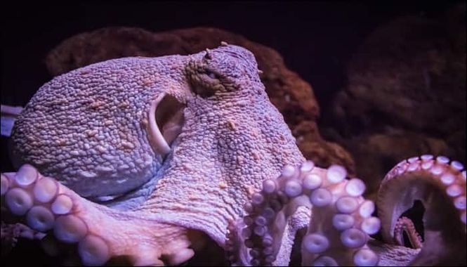 octopus.jpg